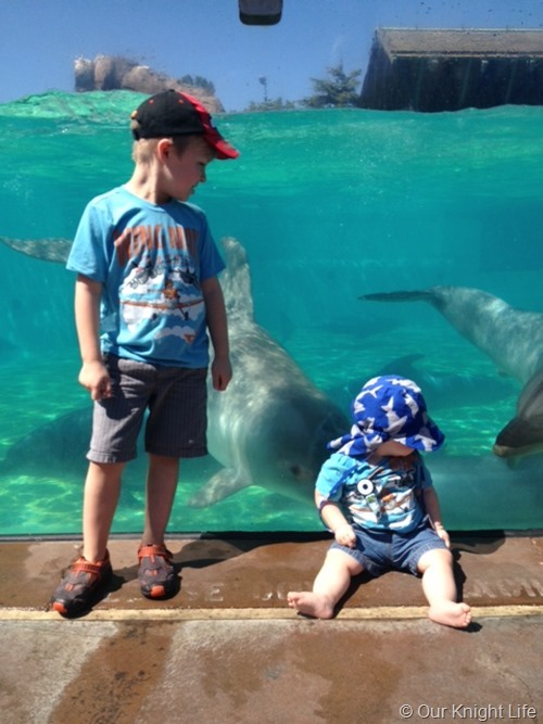 SeaWorld Dolphin Show, Dolphins, SeaWorld, SeaWorld Family Vacation, SeaWorld San Diego, San Diego Vacation